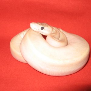 IVORY BALL PYTHON