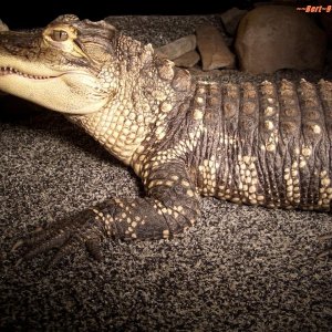 Bert_9012006