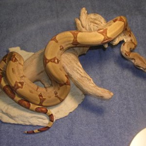 05 Female LVR hypo