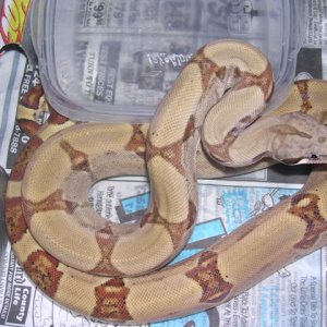 05 Female LVR hypo