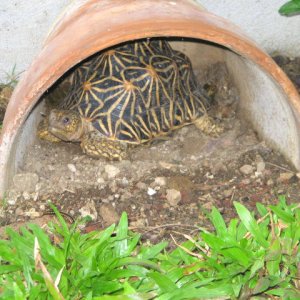 Indian Star Tortoise