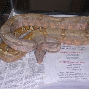 05 Pastel Hogg-Dark phase