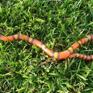 Hypo Tangerine Honduran Milk Snake (female)