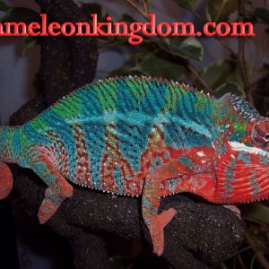 Sir Lancelot
