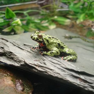 toad