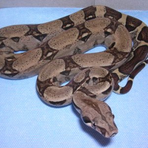 06 100% Het Sharp Albino Fem