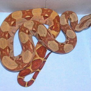 06 Red Pastel Hypo Male