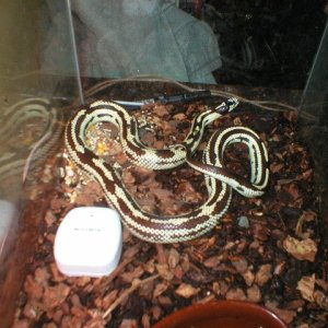 my Calli King Snake