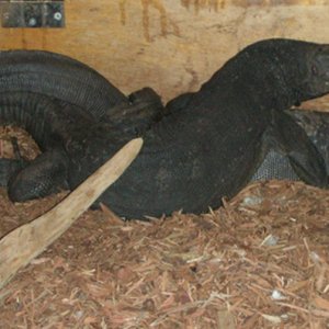 Black_Dragons_Copulation