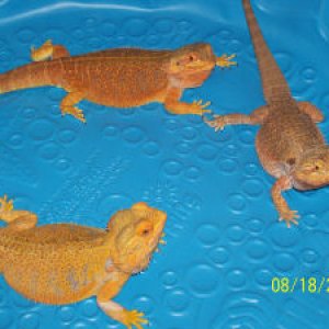 Circle of Dragons