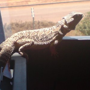 Saphira (Female)