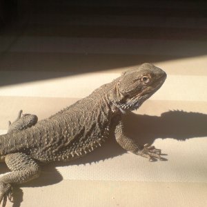Yoda (Male)