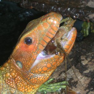 Dracaena Eating Creyfish