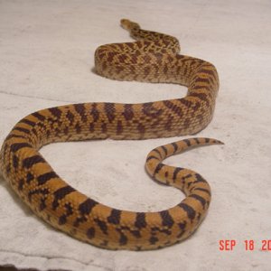 Shakes posing