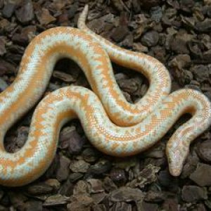 Lichanura trivirgata roseofusca