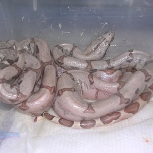 08 Pastel hypo hog islands