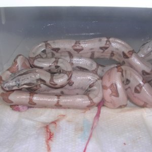 08 Pastel hypo hog islands