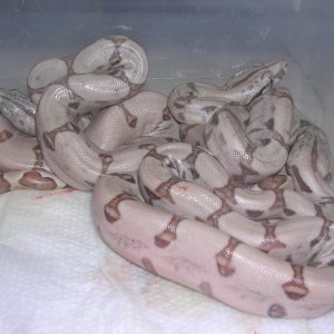 08 Pastel hypo hog islands