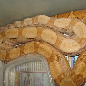 06 Male Pastel hog