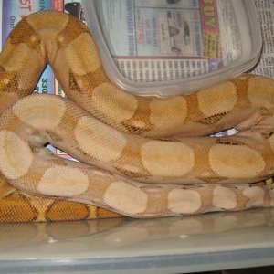 06 Male Pastel hog #2