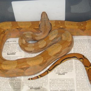 07 male pastel hog island-ORANGE!
