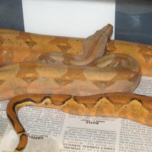 Orange-Pastel hog Island
