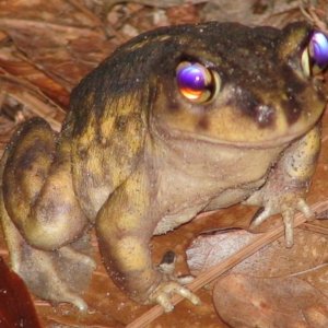 Devil Toad!