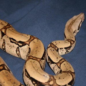 george_1