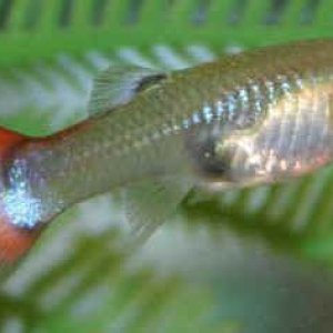 this my female fancy tail guppy