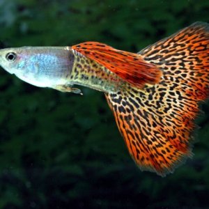 this is my male fancy guppy