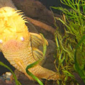 this my male bristlenose pleco the female is reg.