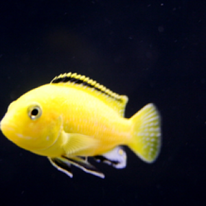 this one of african chiclids i'v breeded