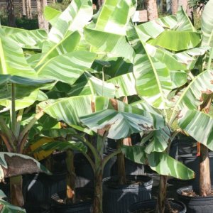 Variegated bananas and my bog aquatic areas