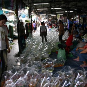 A small section of the Pet Market in Bangkok Thailand