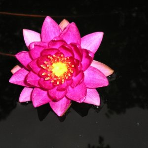 Water Lilies