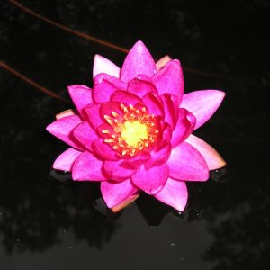 Water Lilies