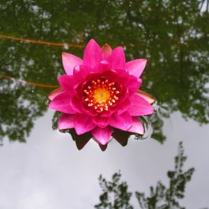 Water Lilies