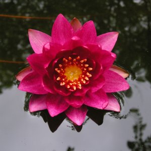 Water Lilies