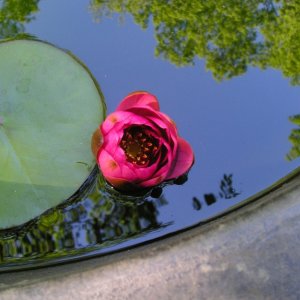 Water Lilies