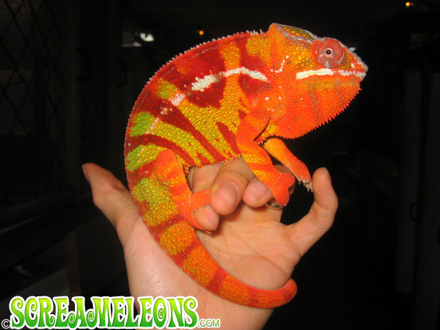 040103sambava_chameleon