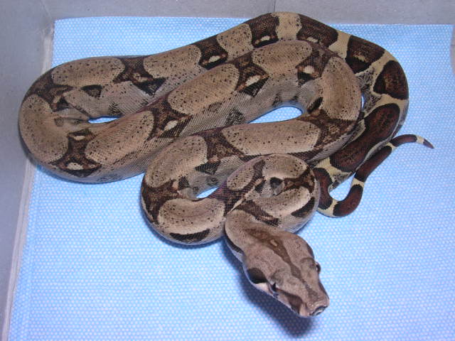 06 100% Het Sharp Albino Fem