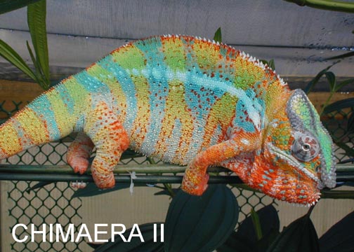 Ambilobe .... Chimaera II