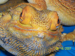 Close up Bob