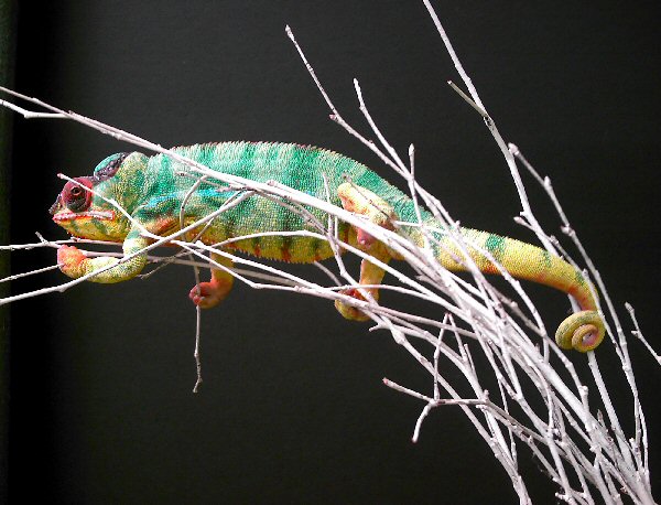 Mafana chameleon