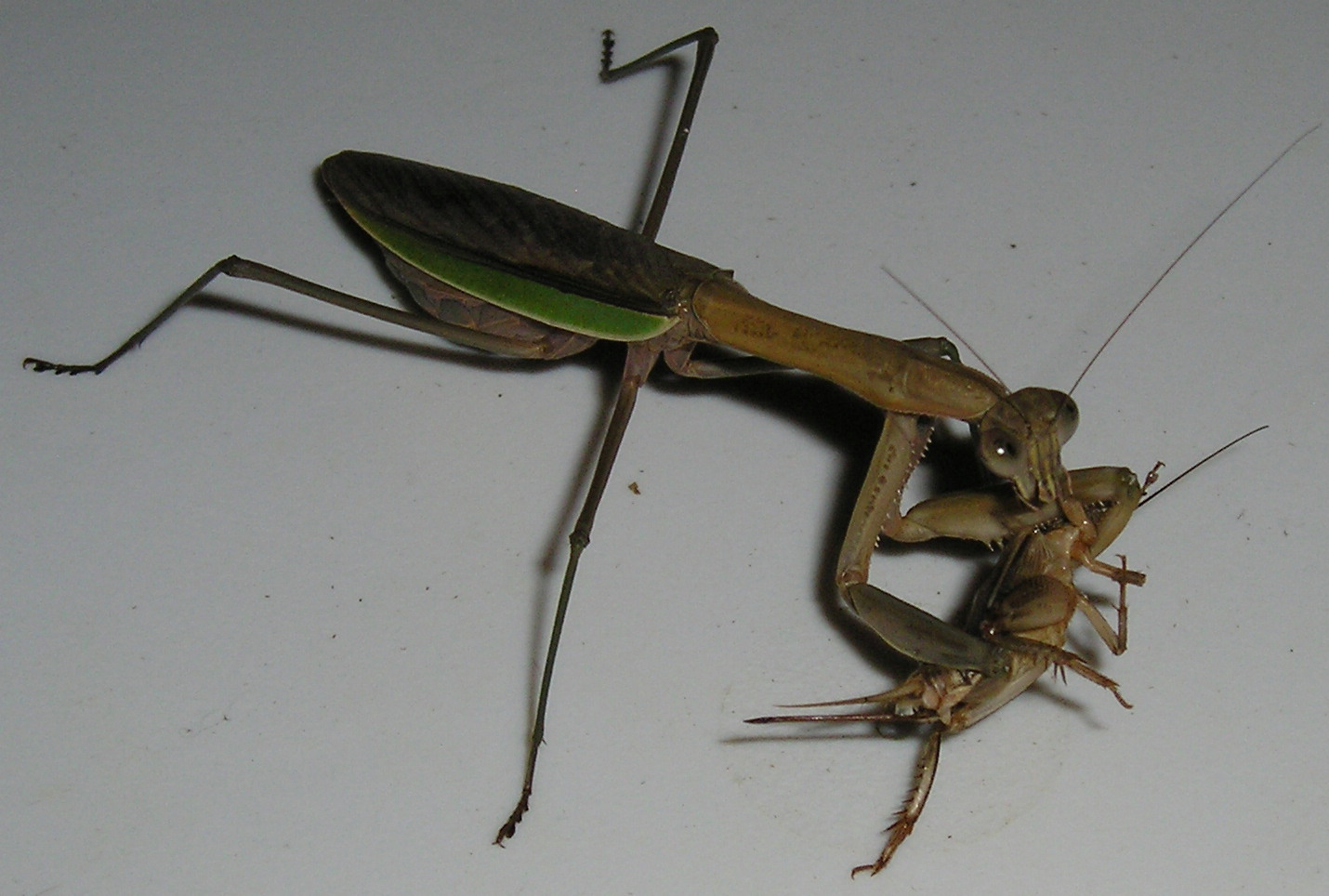 Mantis