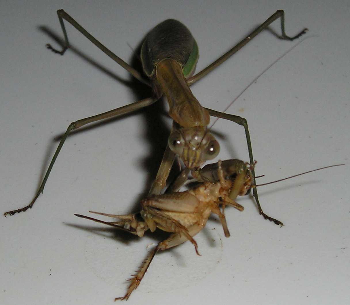 Mantis