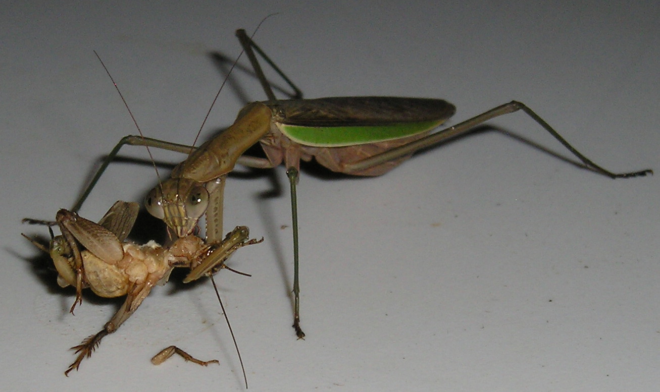 Mantis
