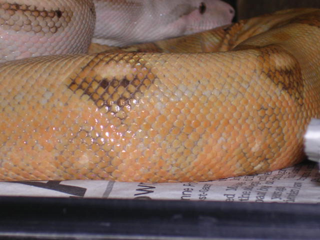05_pastel_hoggs05_0714_005