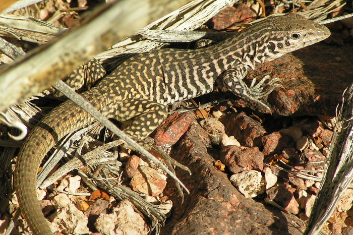 Checkered_Whiptail_2