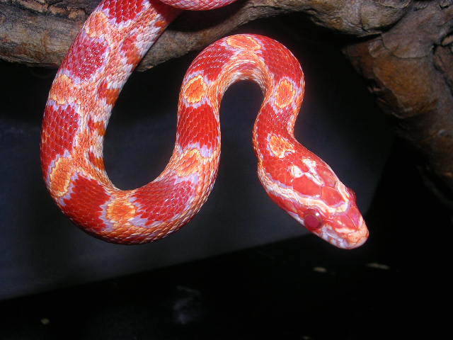 DSCN2439